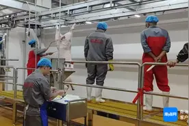 ​日屠宰生猪可达1500头 万宁市畜禽综合屠宰场项目一期竣工并投入运营图片