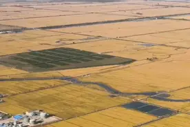 联播观察 | 九月稻飘香 古今这样“说丰年”图片