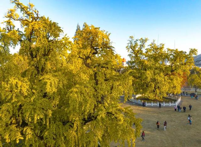 南京开始“下雪”了！