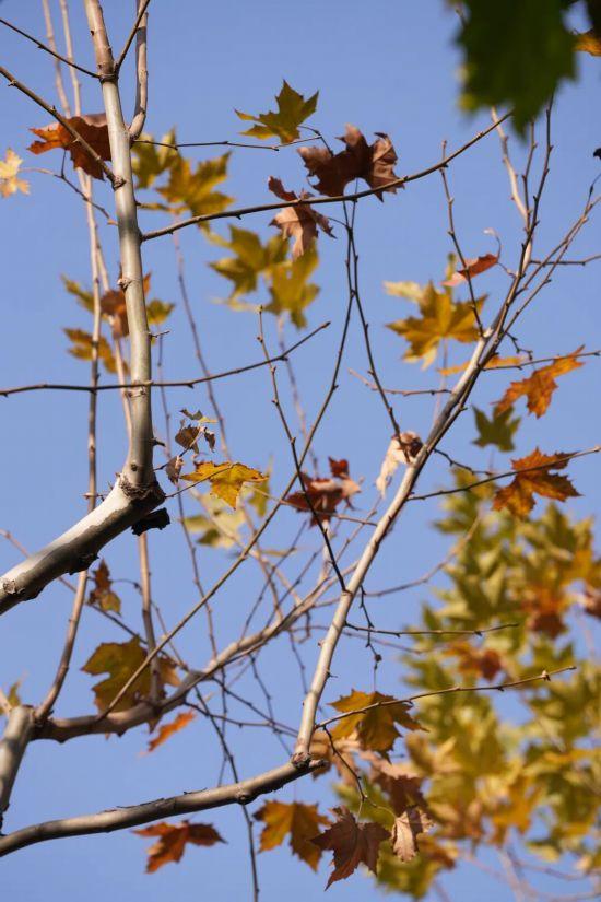 这场秋日浪漫别错过 申城落叶道体验进入倒计时