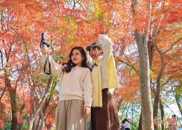 冬日“枫景”美如画