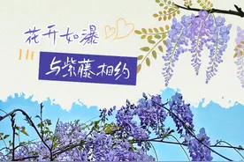 花开如瀑，与紫藤相约！图片