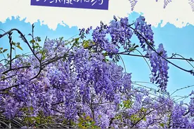 花开如瀑，与紫藤相约！图片