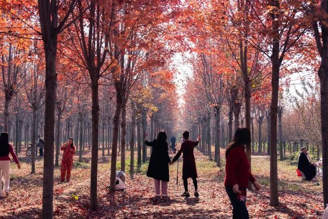 济宁冬季赏叶天花板，错过等一年的绝美景色