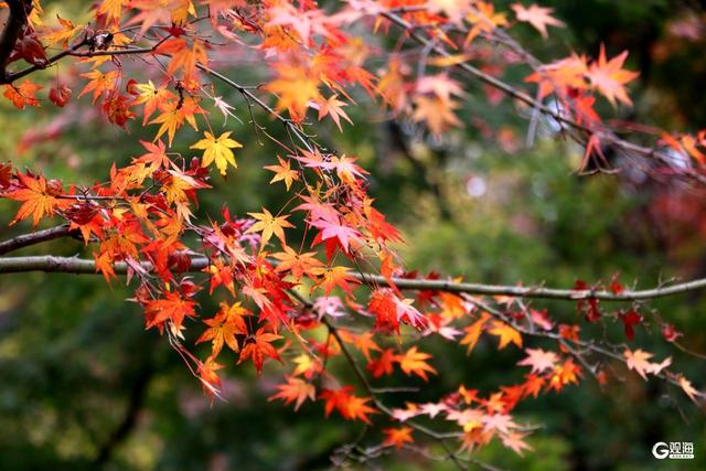中山公园枫林涧：冬意渐浓，“枫”景上线！