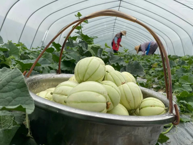 何须远行？亭林就藏着一条宝藏路线…