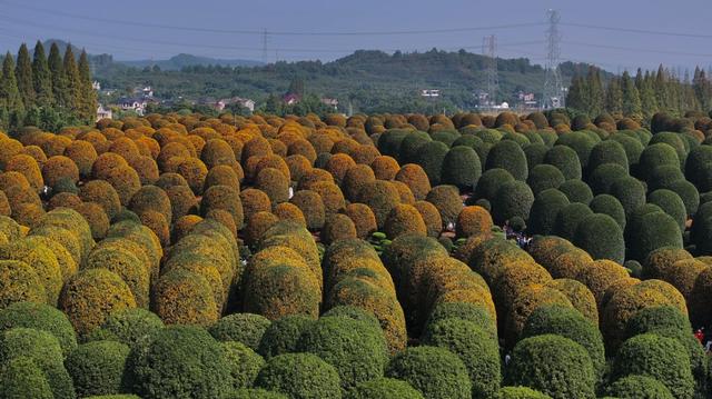 最近的浙江，香迷糊了！这个周末，跟着追