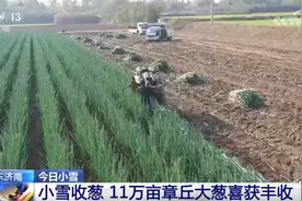 收大葱、收晚稻、修水利……“迎冬小雪至” 农事活动忙图片