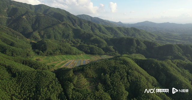部分免门票，最早11月1日起！佛山这些景区推出十五运优惠