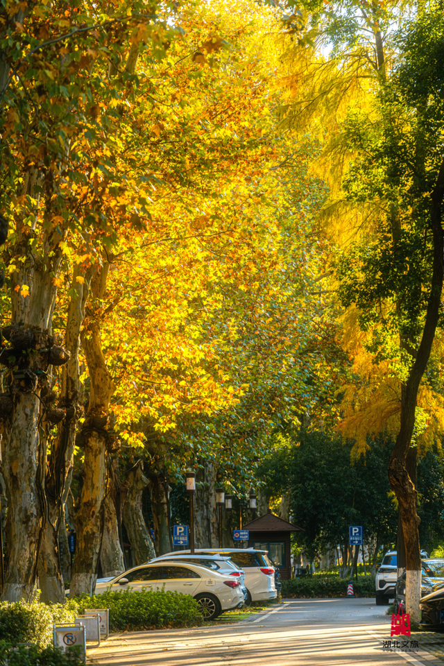 寒潮倒计时！再不来就迟了