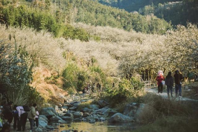 赏梅直奔福州这里，这片“雪海”太惊艳了！