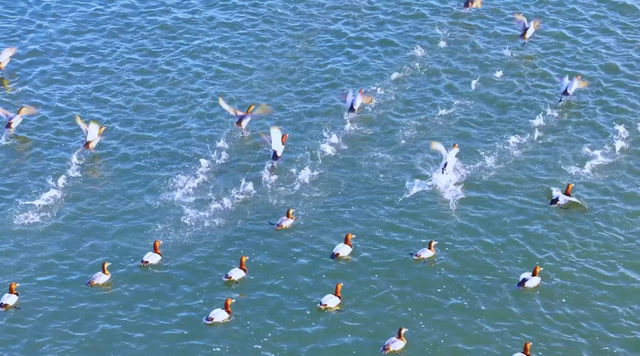 南海新区：天鹅归来鸟儿聚 生态美景入画来