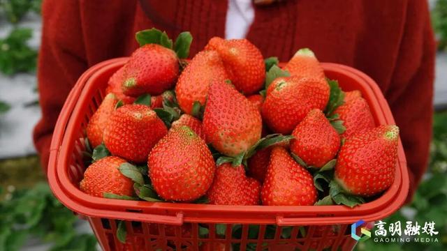 出发！高明遛娃采摘攻略来啦，甜度爆表（附定位）