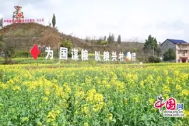 湖南泸溪：油菜花开春意浓 远近游客“打卡”乐图片