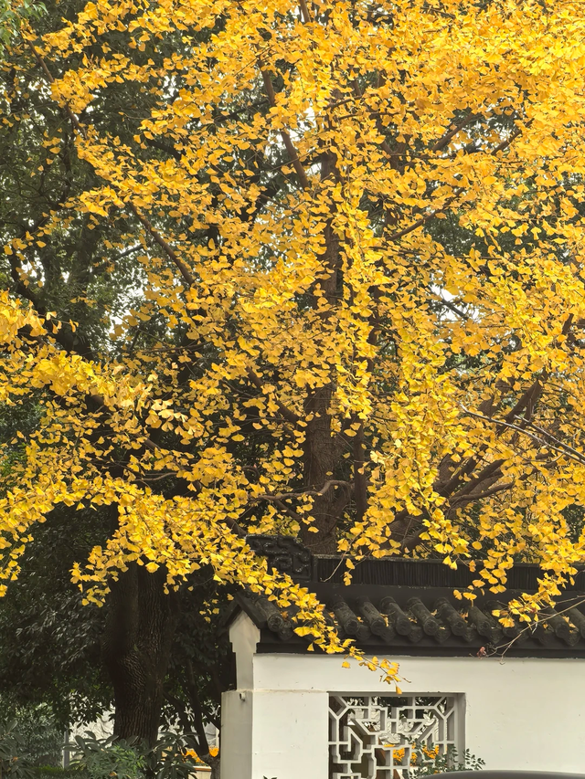 咔嚓~接下来的南湖，金灿灿！