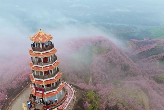 樱花引流，清流留客：一个老区县的“长期主义”文旅样本