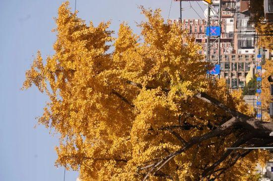 这场秋日浪漫别错过 申城落叶道体验进入倒计时