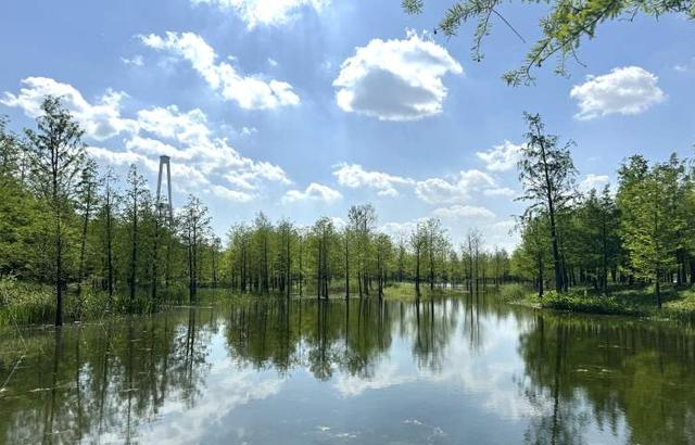 三林水森林未开先火，网络疯转“潜入攻略”！记者探访：确有不少游客；建设方：今年内完工，请静待开放