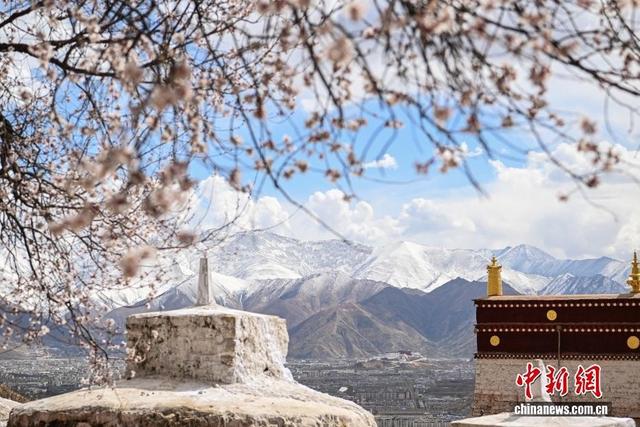 花木为笔，山湖成画 西藏的每一帧都是神仙壁纸