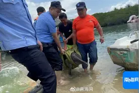 亚龙湾海豚受伤搁浅 警民携手救助图片