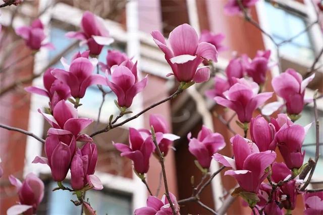 富源春色正好，玉兰花惊艳绽放！快来赴约这场春日盛宴