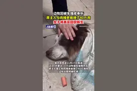 边牧因被车撞成骨折，原主人与肉摊老板换了40斤肉，女子将其买回获新生图片