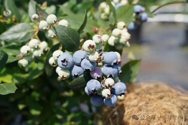 毕节不止有“悬崖村”,这些田园风光更美!