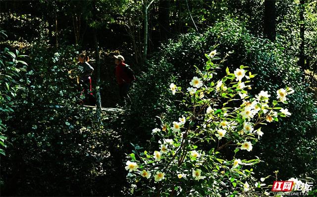 岁暖时刻丨无需远行，中坡山便是怀化的诗与远方