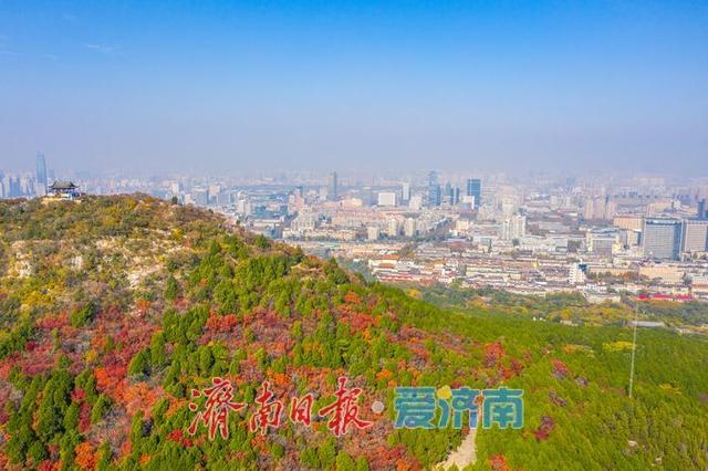 一年四季 泉在济南丨千佛山南坡红叶进入最佳观赏期，漫山尽披“秋日华服”！