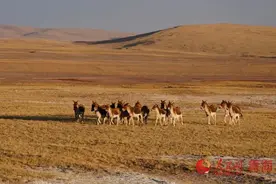 青海藏野驴数量超13000匹图片
