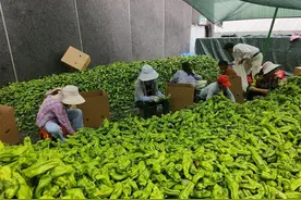 每天八九百箱发往上海的超市，湖北红安县观音阁村蔬菜生意红火图片