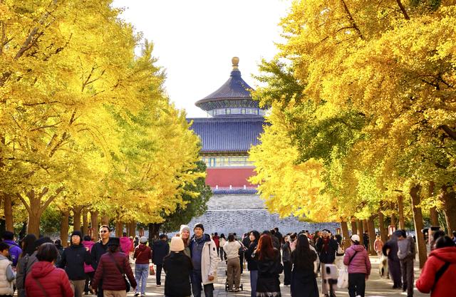 秋色浸染，天坛银杏大道换上“金衣”