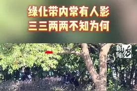 上海这群爷叔阿姨钻进绿化带…警察一来撒腿就跑图片