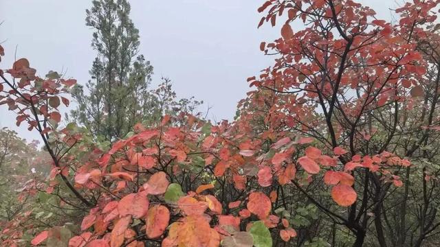 荆紫仙山红叶预告，第一波惊艳正在上线！