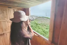 南麂岛“守鸟人”何既白：与世隔绝三个月 守护濒危燕鸥繁殖图片