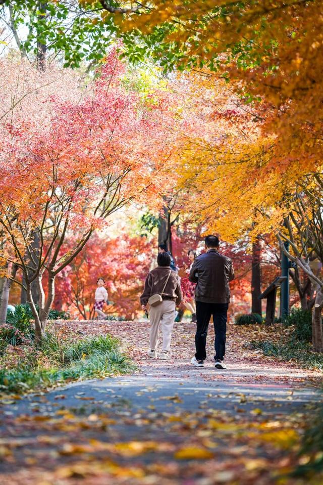 限时半价！上海这个公园12000株枫树正值最佳观赏期→