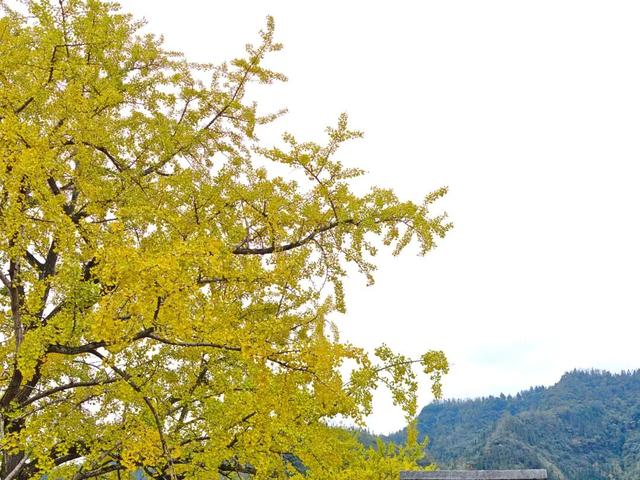 普安山川风物 || 地瓜鲁沟：银杏树下幸福人家