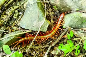 体长20厘米！云南哀牢山脚发现中国红龙蜈蚣，系我国最大蜈蚣种类图片