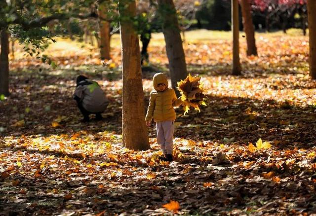 京城寻秋 | 银杏叶织金毯，古塔公园飘起“落叶雨”