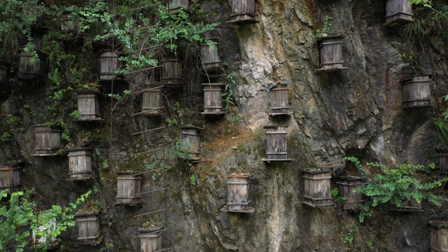 清凉天丨湖北神农架：华中绿肺，22℃秘境