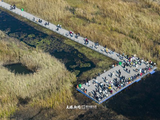 图库推荐|威宁草海观鸥热