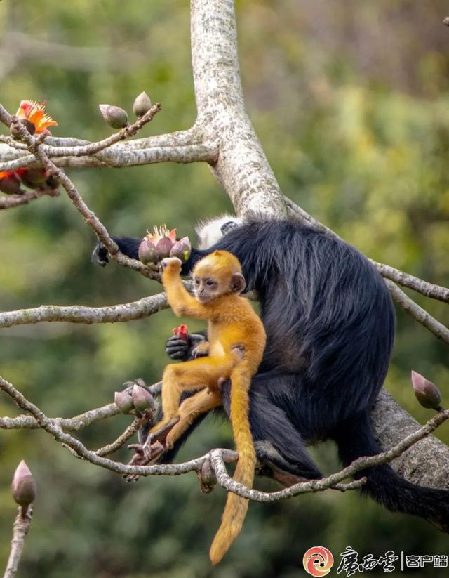 南凭高铁全线贯通！凭祥龙州宁明迈入高铁时代，凭车票这38家景区免门票、半价→