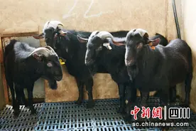 营山黑山羊品牌上榜首批《中国农产品品牌索引名录》图片