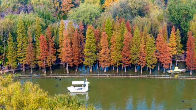 秋景大片都没看，洛阳的秋天，这就结束了？