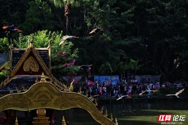 岁暖时刻丨西双版纳森林公园：彩裙碰彩伞，傣风裹着蕉香漫