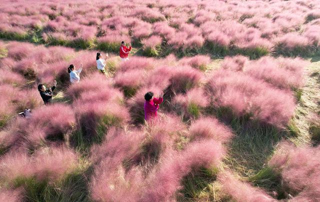 临沂：粉黛乱子草盛开 市民游客置身粉色花海