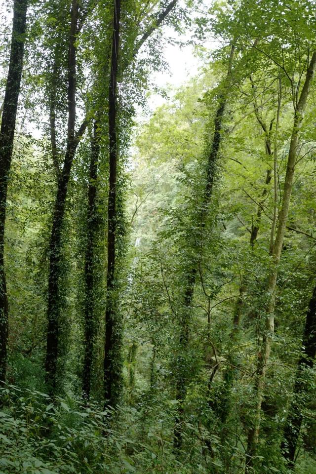 青城山｜与自然对话的日与夜。