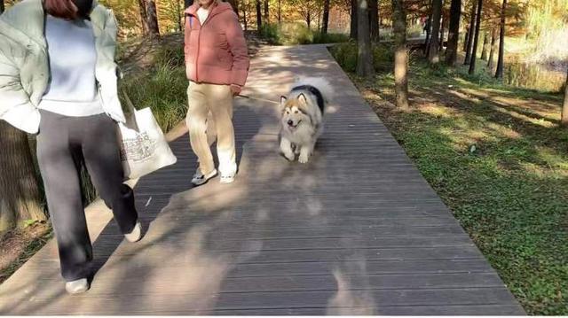 三林水森林未开先火，网络疯转“潜入攻略”！记者探访：确有不少游客；建设方：今年内完工，请静待开放