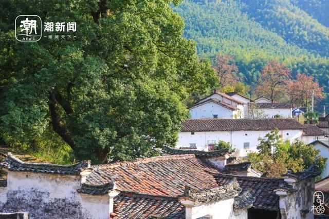 柿子挂满枝头！浙江古村的秋日盛宴，看完就想出发