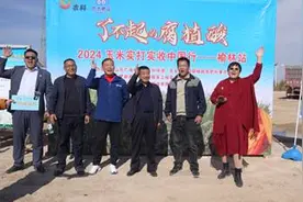 2024“了不起的腐植酸”玉米实打实收中国行——榆林玉米开镰图片